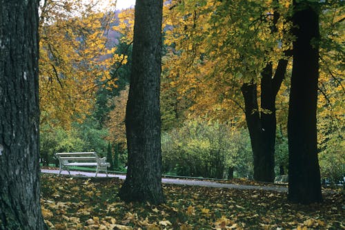 Kostenloses Stock Foto zu bank, bäume, herbst