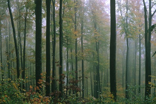 Tall Trees in the Forest