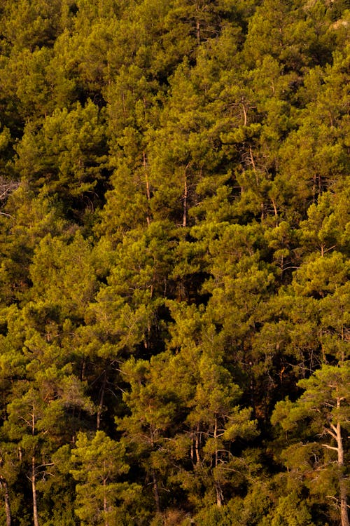 Aerial Shot of Green Trees in the Forest 