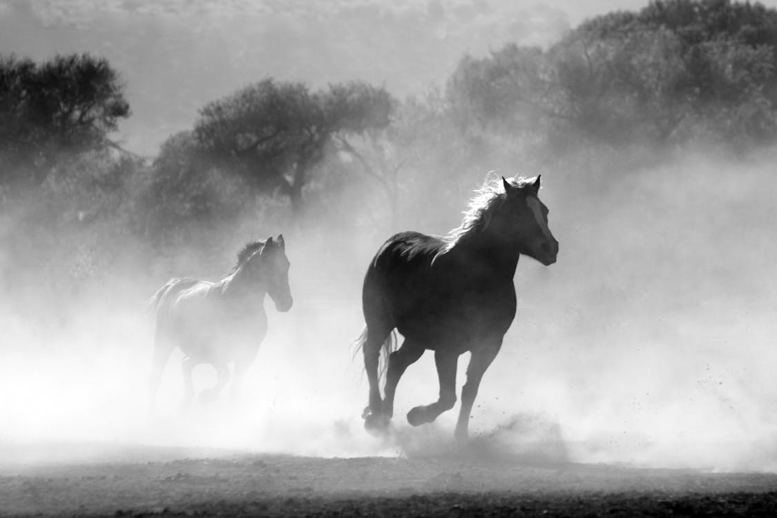Free Brown and White Stallions Running in a Field Stock Photo