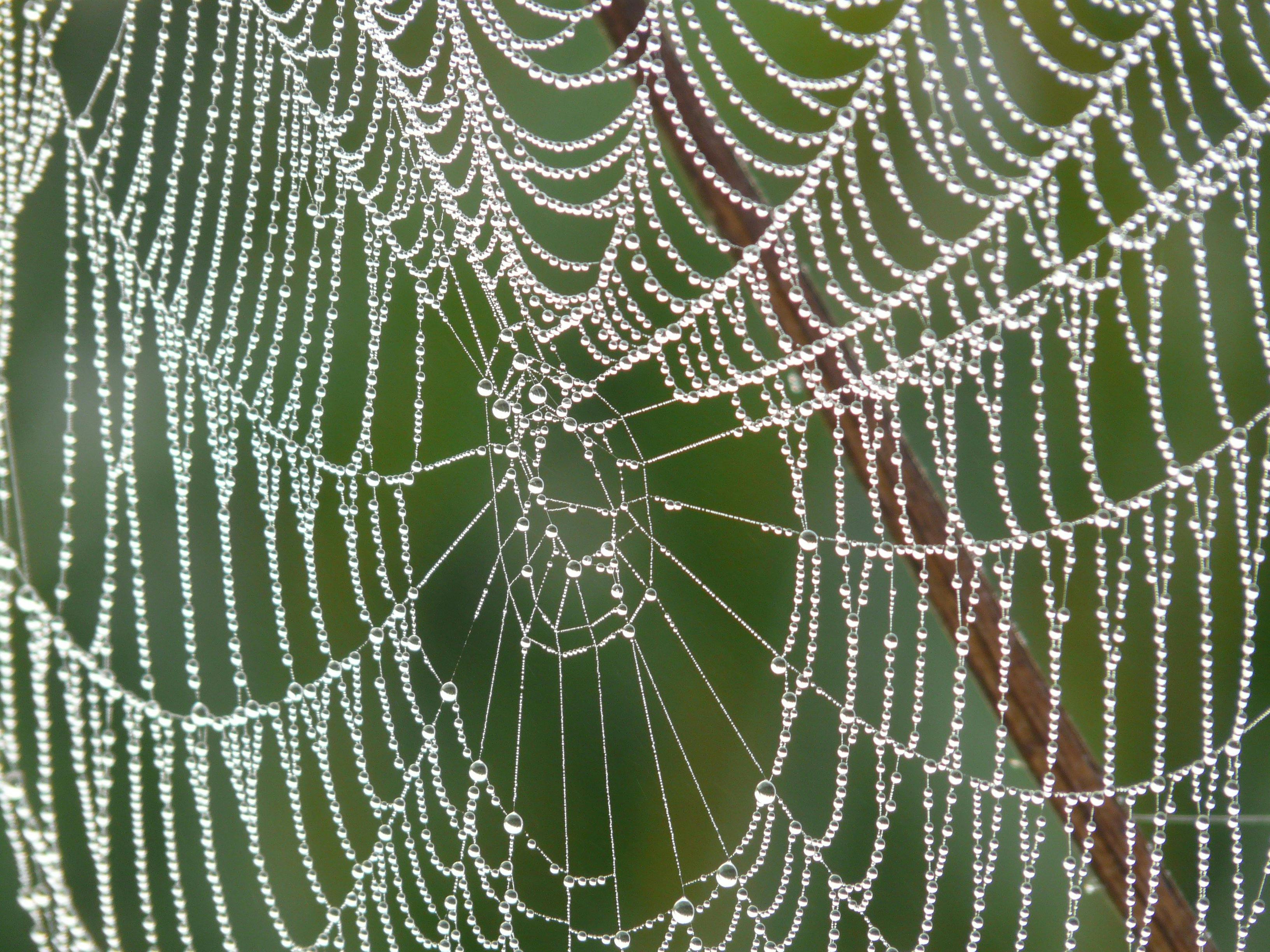 Spinnennetz · Kostenloses Stock Foto