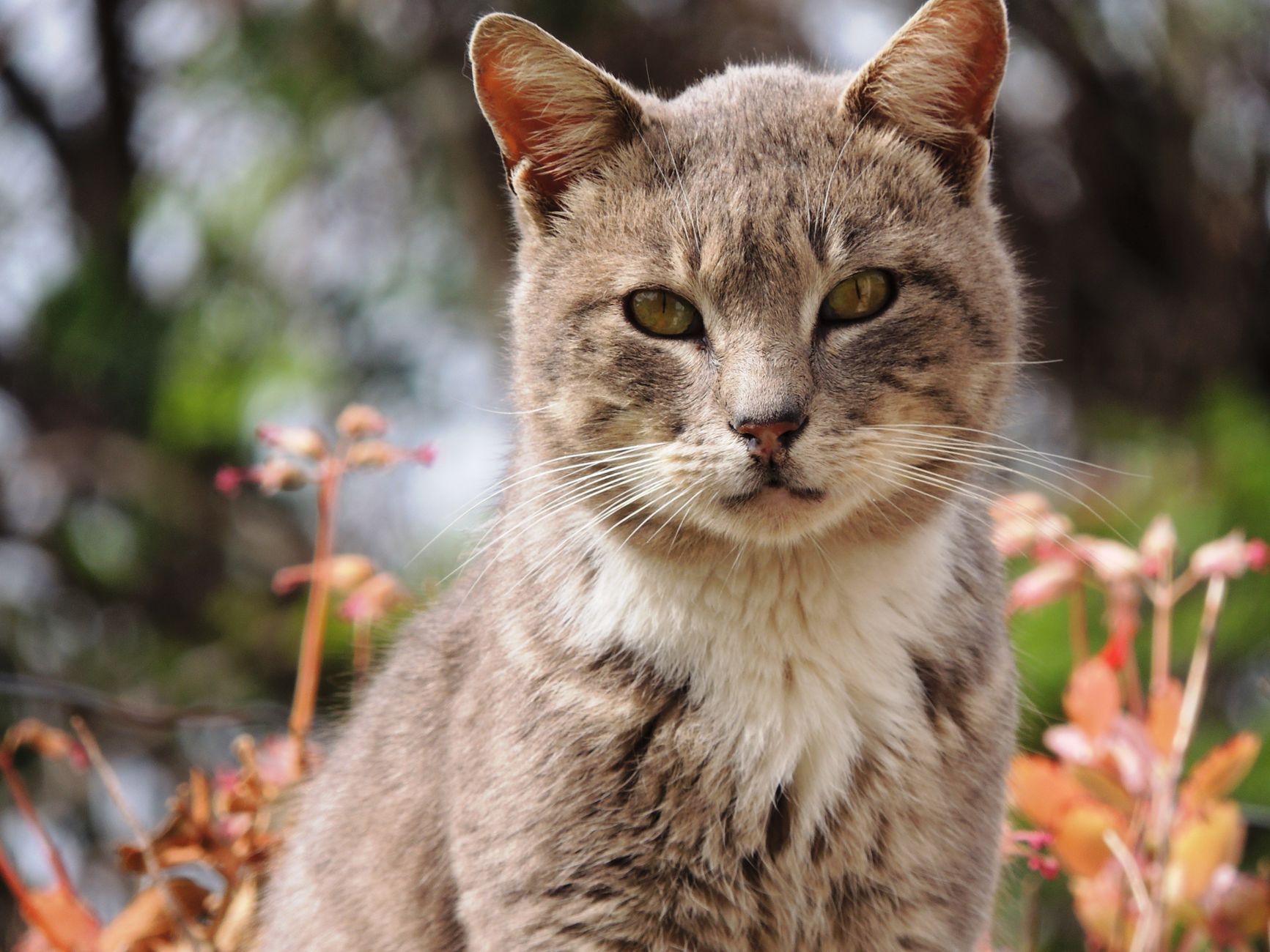 Portrait of a cat at a veterinary clinic