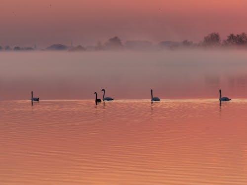 Swans on Foggy Lake During Sunset