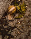 Brown Snail on Green Leaves