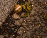 Brown Snail on the Gray Stone