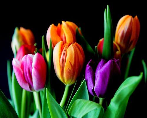 Free Yellow Pink and Violet Tulips Stock Photo