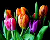 深色背景上，彩色郁金香花束的特写突出了生动的色调