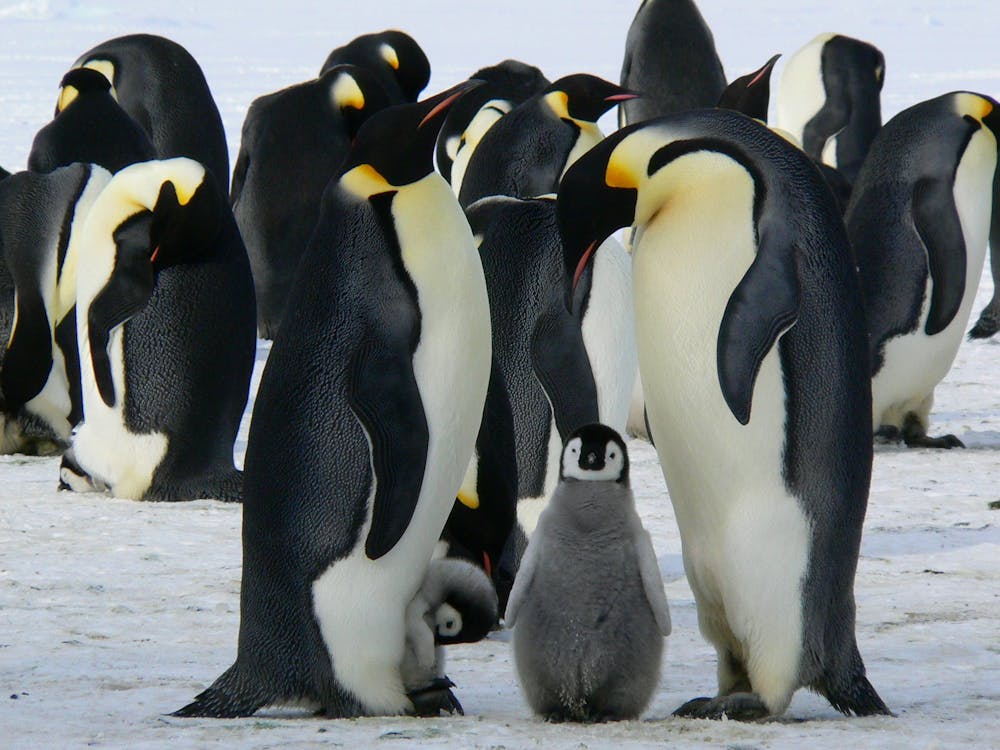 Free Penguins Standing on the Snow during Daytime Stock Photo