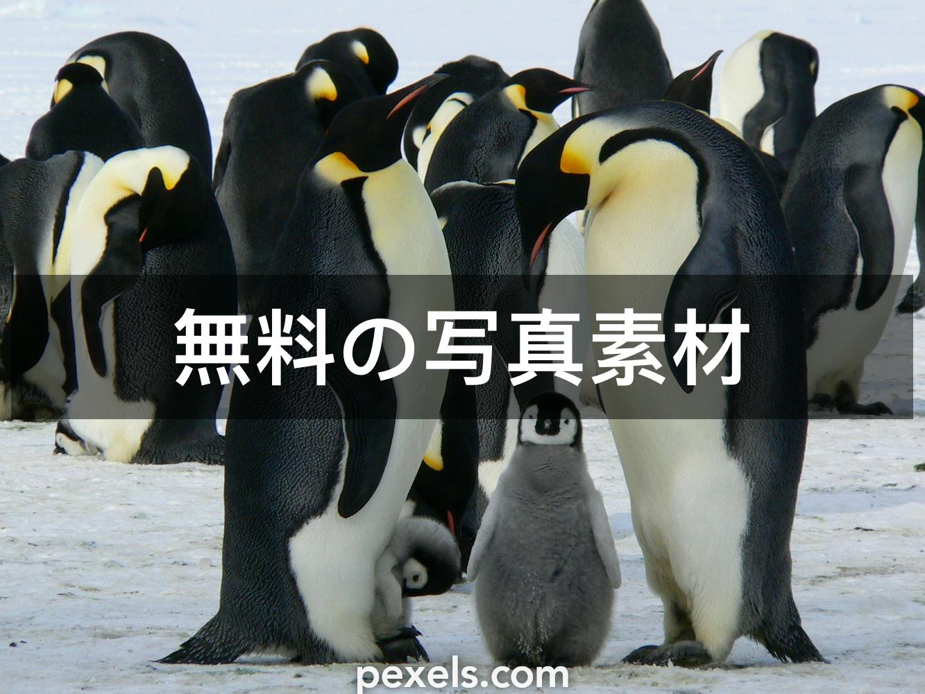 1 000 件の最高の皇帝ペンギン関連写真 100 無料でダウンロード Pexelのストック写真