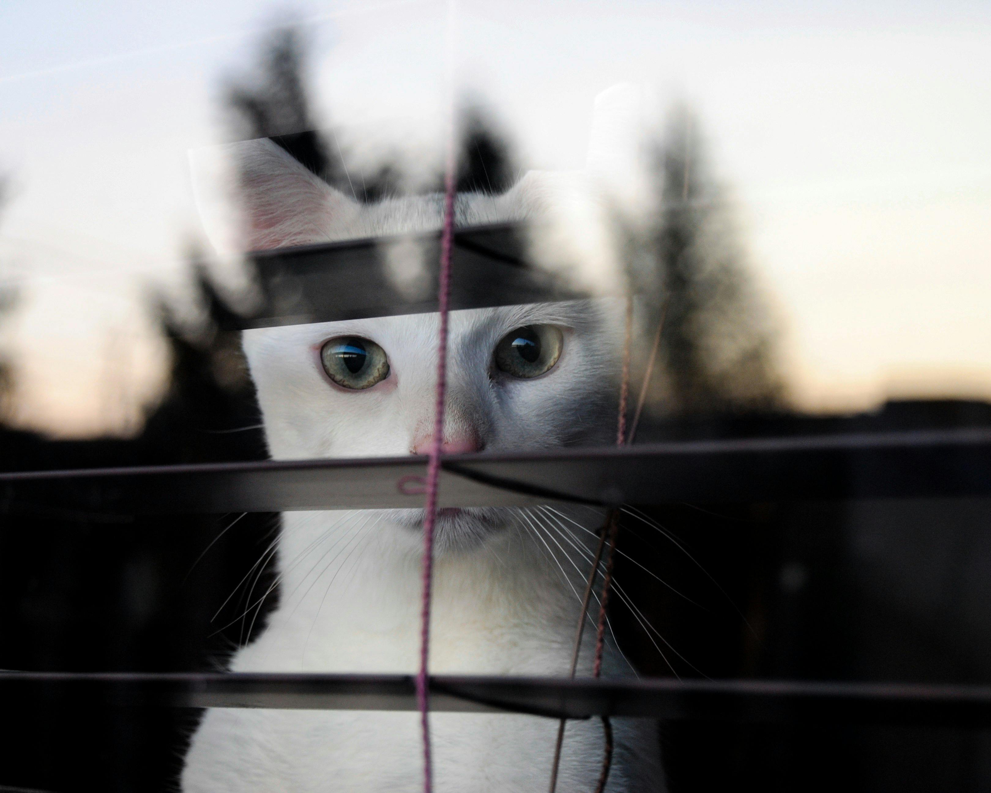 White Cat Looking Through Window with Blinds