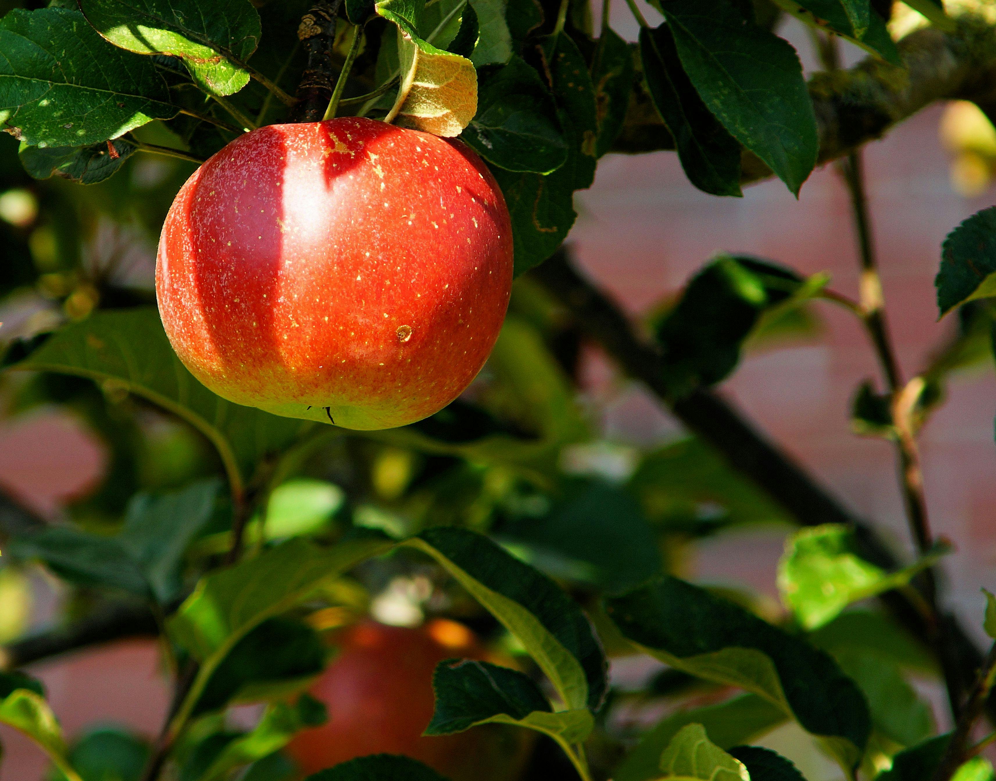 Foto Stok Gratis Tentang Alami Apel Apple