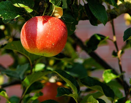 Red Apple on Tree in Tilt Shift Lens