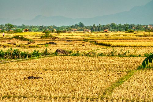 Free A scenic view of golden rice fields in Purwakarta, West Java, capturing rural Indonesian agriculture. Stock Photo