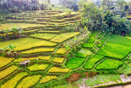 Darmowe zdjęcie z galerii z fotografia lotnicza, indonezja, plantacja