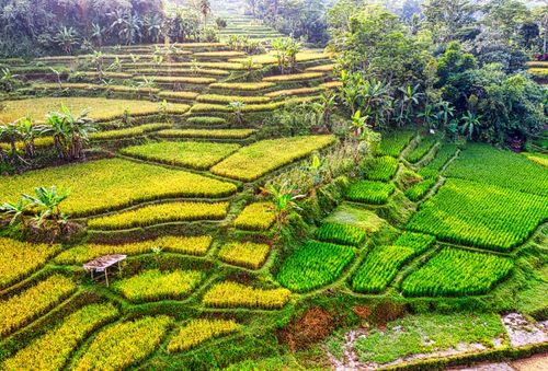 Free Aerial view of vibrant rice terraces in Purwakarta, West Java, Indonesia. Stock Photo