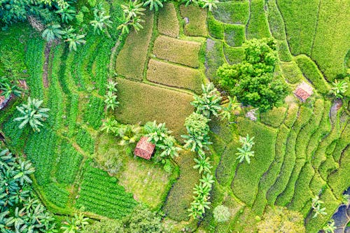 Photos gratuites de indonésie, les terres agricoles, photo avec un drone