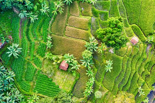 Free Aerial view of vibrant rice terraces and palm trees in Purwakarta, showcasing Indonesia's lush agricultural landscape. Stock Photo