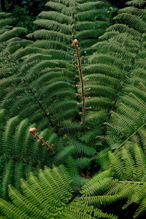 Close up of Green Leaves