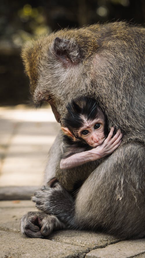 Free Mother and Baby Monkey Sitting on the Pavement Stock Photo