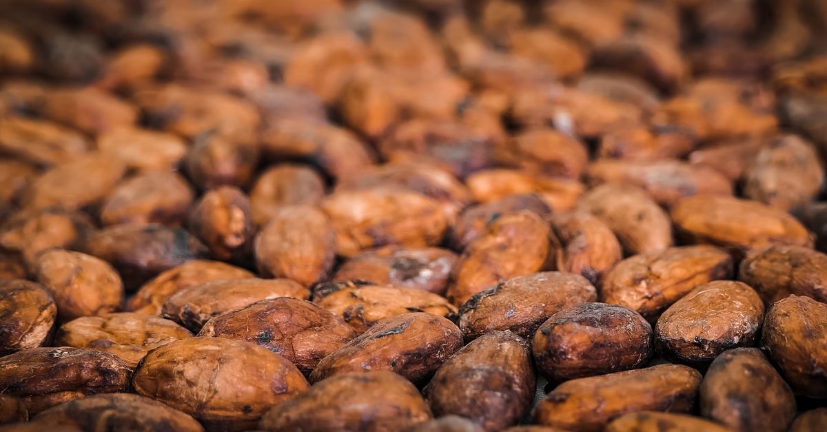 Detailed close-up of roasted cocoa beans, showcasing their natural texture and earthy tones. - Evidence evidence guide for cocoa flavanols sleep quality meta-analysis