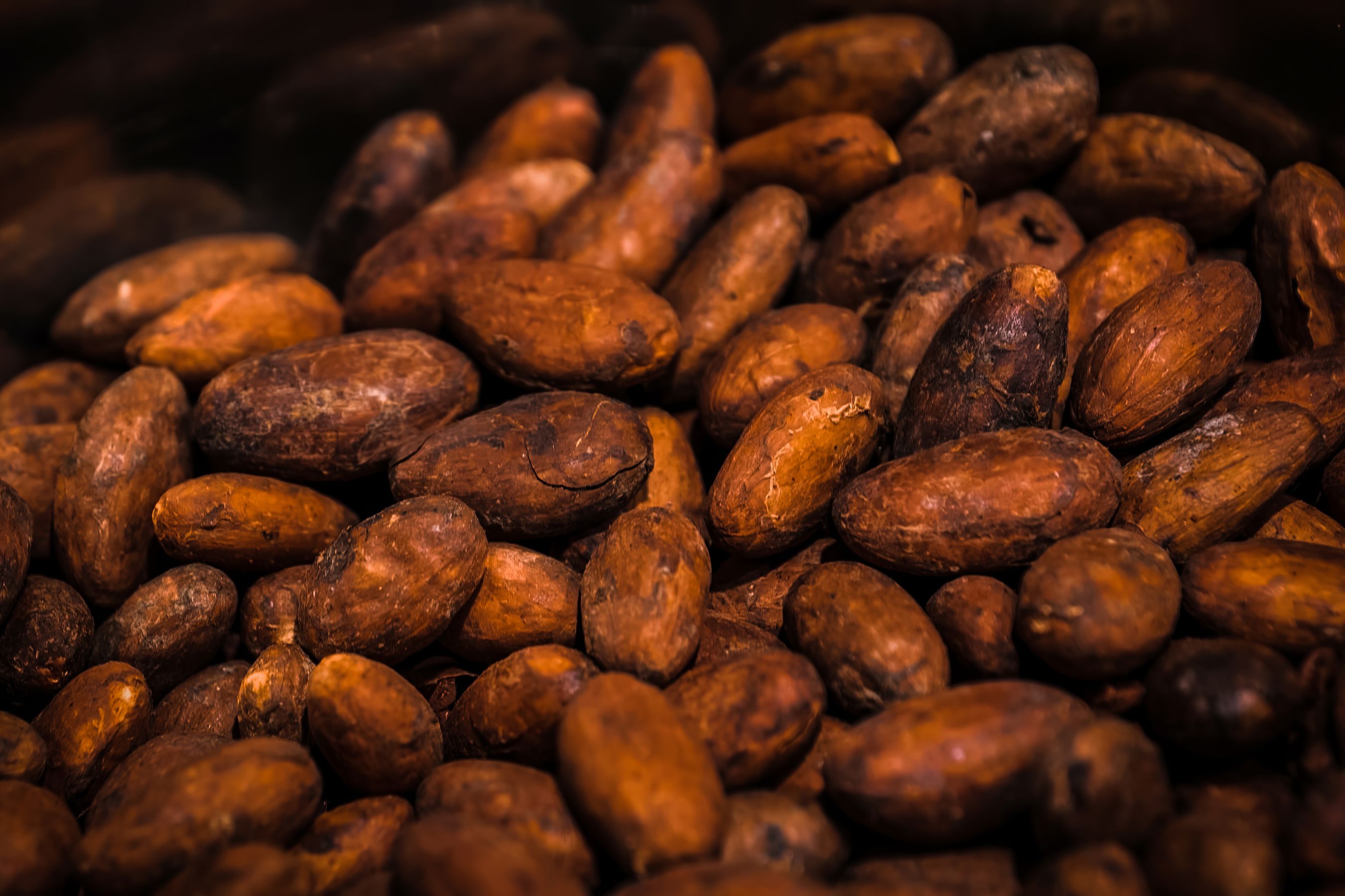 Roasted cocoa beans texture