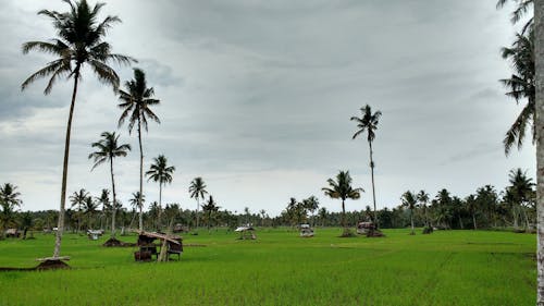 Green Grass Field With Palm Trees Under Gray Sky