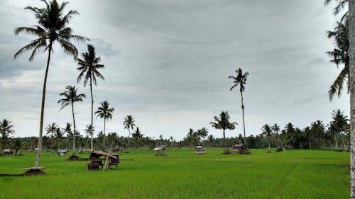 คลังภาพถ่ายฟรี ของ การท่องเที่ยว, การเกษตร, ชนบท