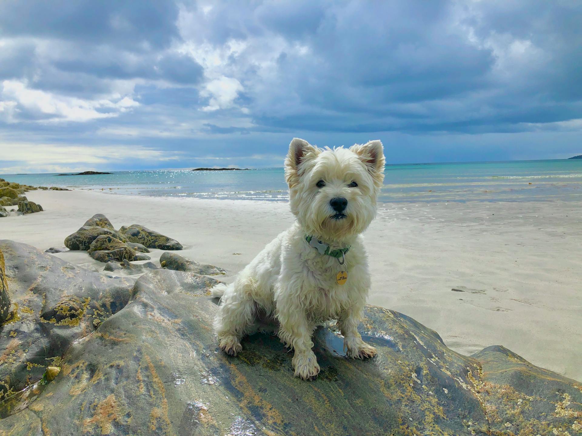 A White West Highland Terrier Dog on the Rock Near the Sea