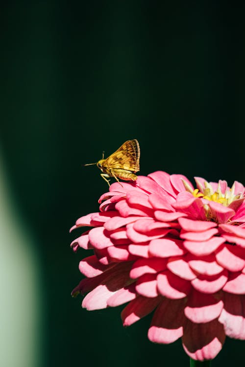 Gratis stockfoto met beest, bloemblaadjes, bloesem