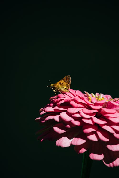 Immagine gratuita di botanica, farfalla, fiore rosa