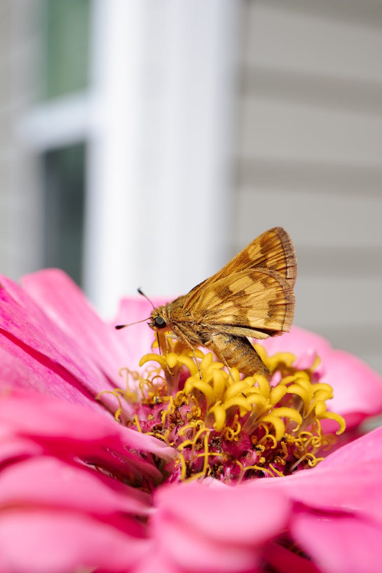 A Skipper Butterfly Feeding On A Pink Flower