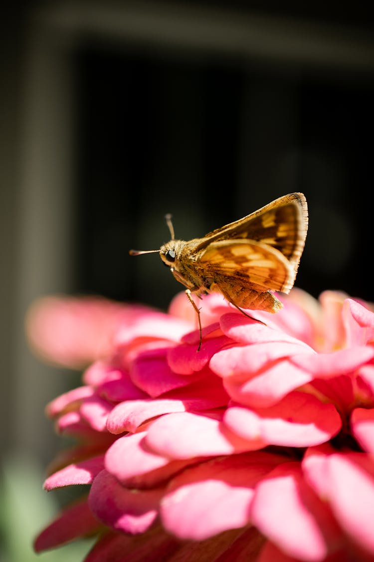 A Large Skipper Butterfly On A Pink Flower