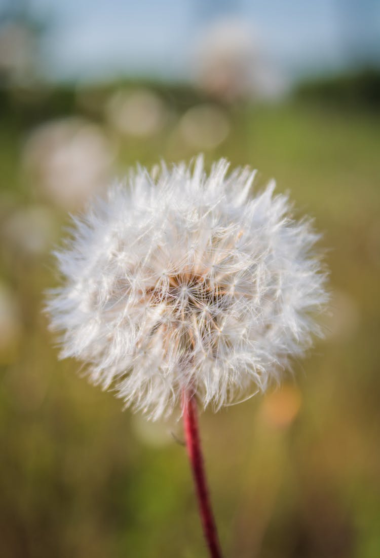 White Dandelion In Close Up Photography