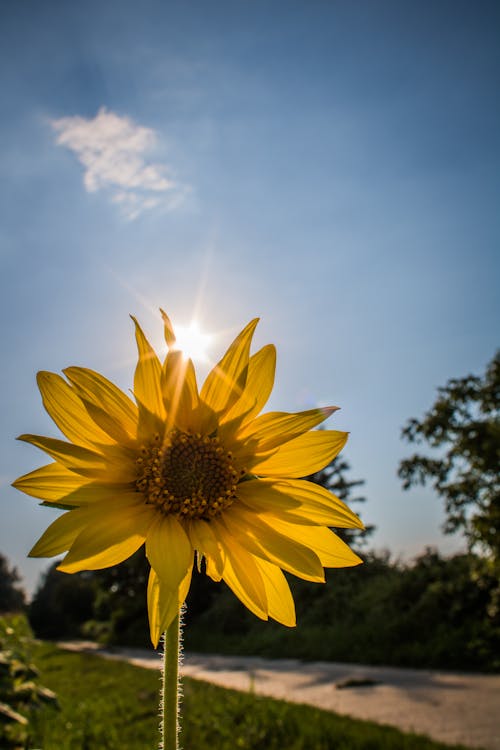 Free stock photo of nature, sun, sunflower Stock Photo