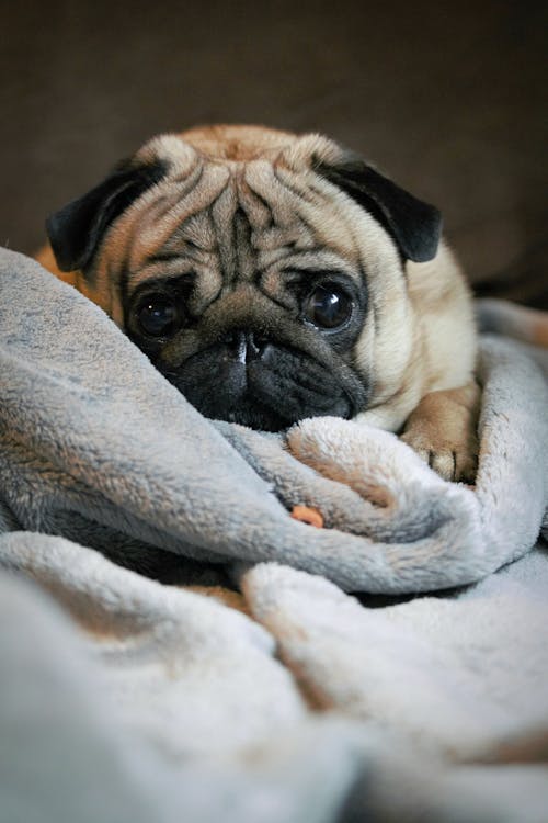 Free Fawn Pug Covered With Gray Blanket Stock Photo
