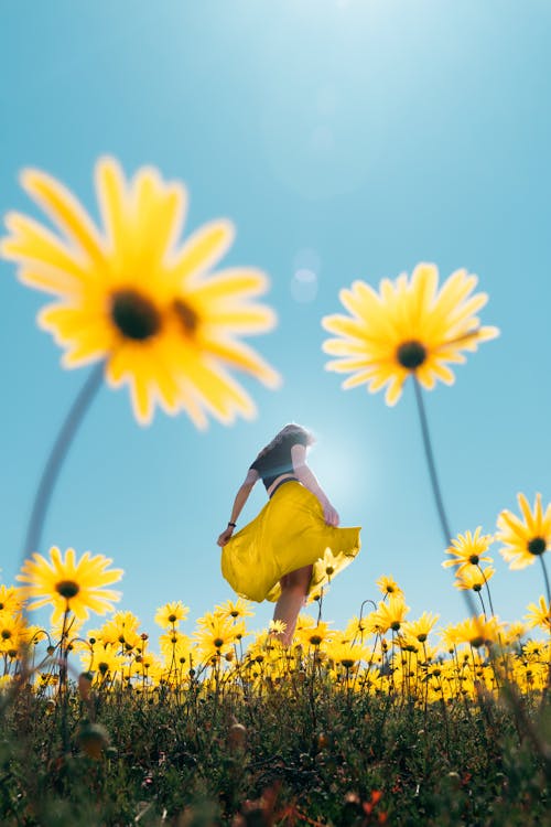 Free Woman Standing on Field of Yellow Flowers Stock Photo