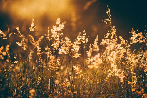 Free Ears of wild plants on long thin fragile leafless stems in sunlight in evening Stock Photo