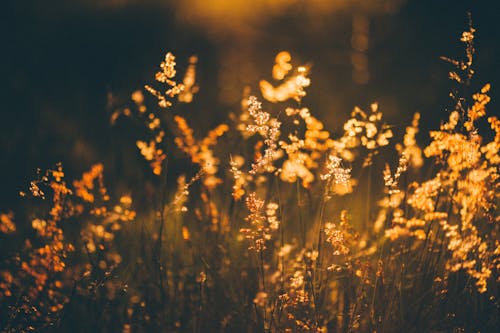 Field plants in meadow in sunlight