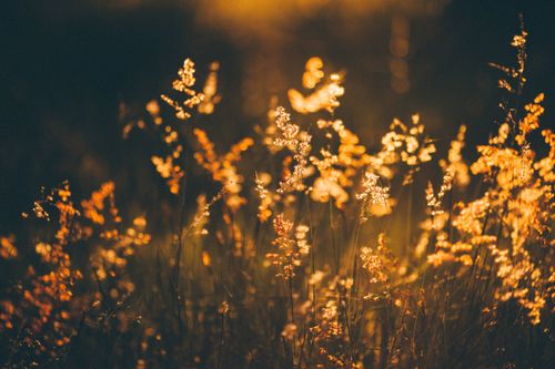 Free Picturesque view of small delicate highlighted ears of field plants in meadow in evening in summertime Stock Photo