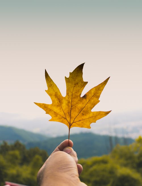 Person Holding Brown Maple Leaf