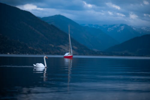 Gratis Immagine gratuita di acqua, azzurro, barca Foto a disposizione