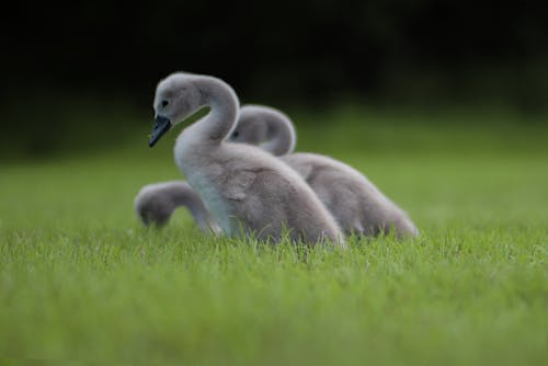 Free stock photo of baby swans