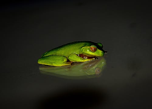 Зеленая лягушка на черной поверхности