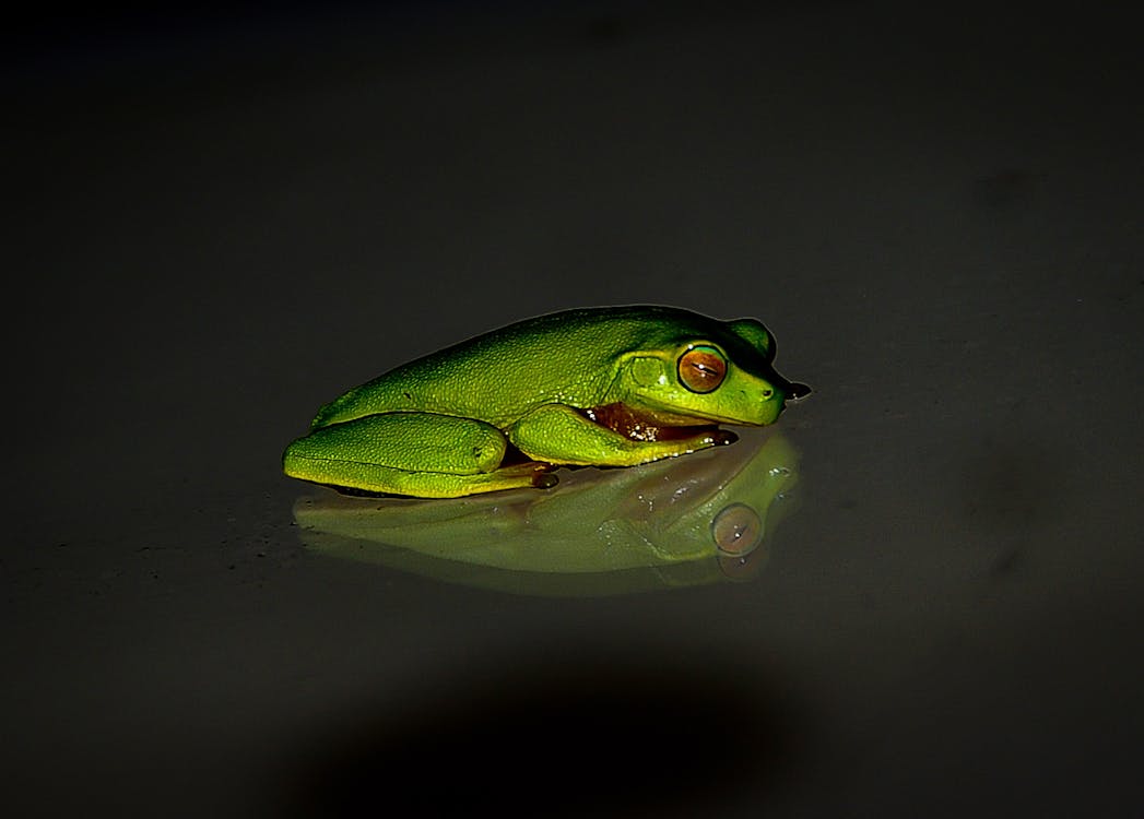 Безкоштовне стокове фото на тему «відображення, жаба, зелений» стокове фото