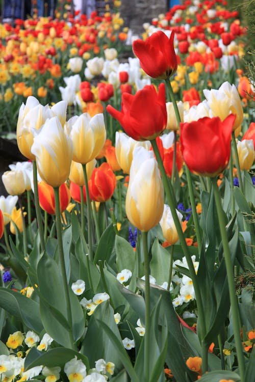 Free Beautiful Tulips in Bloom Stock Photo