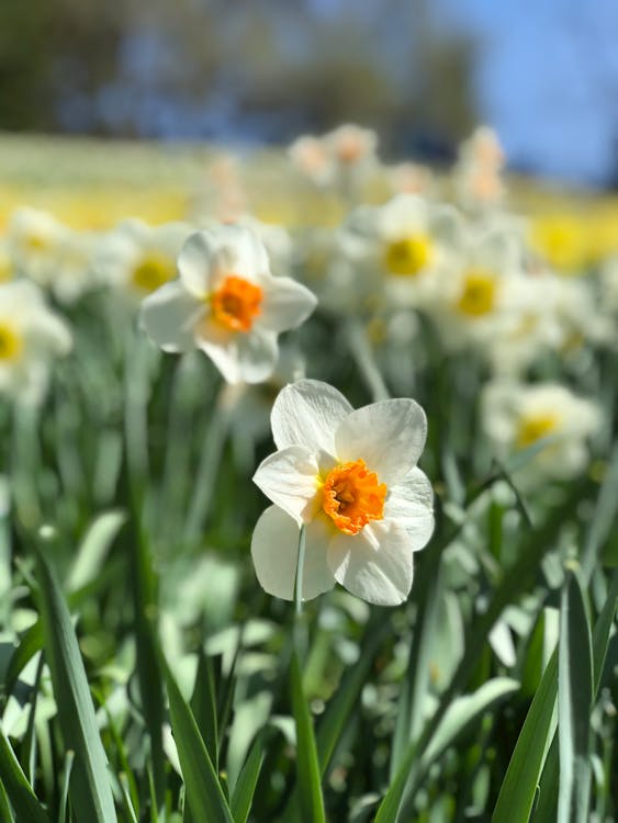 Free Beautiful White Daffodils in Bloom Stock Photo