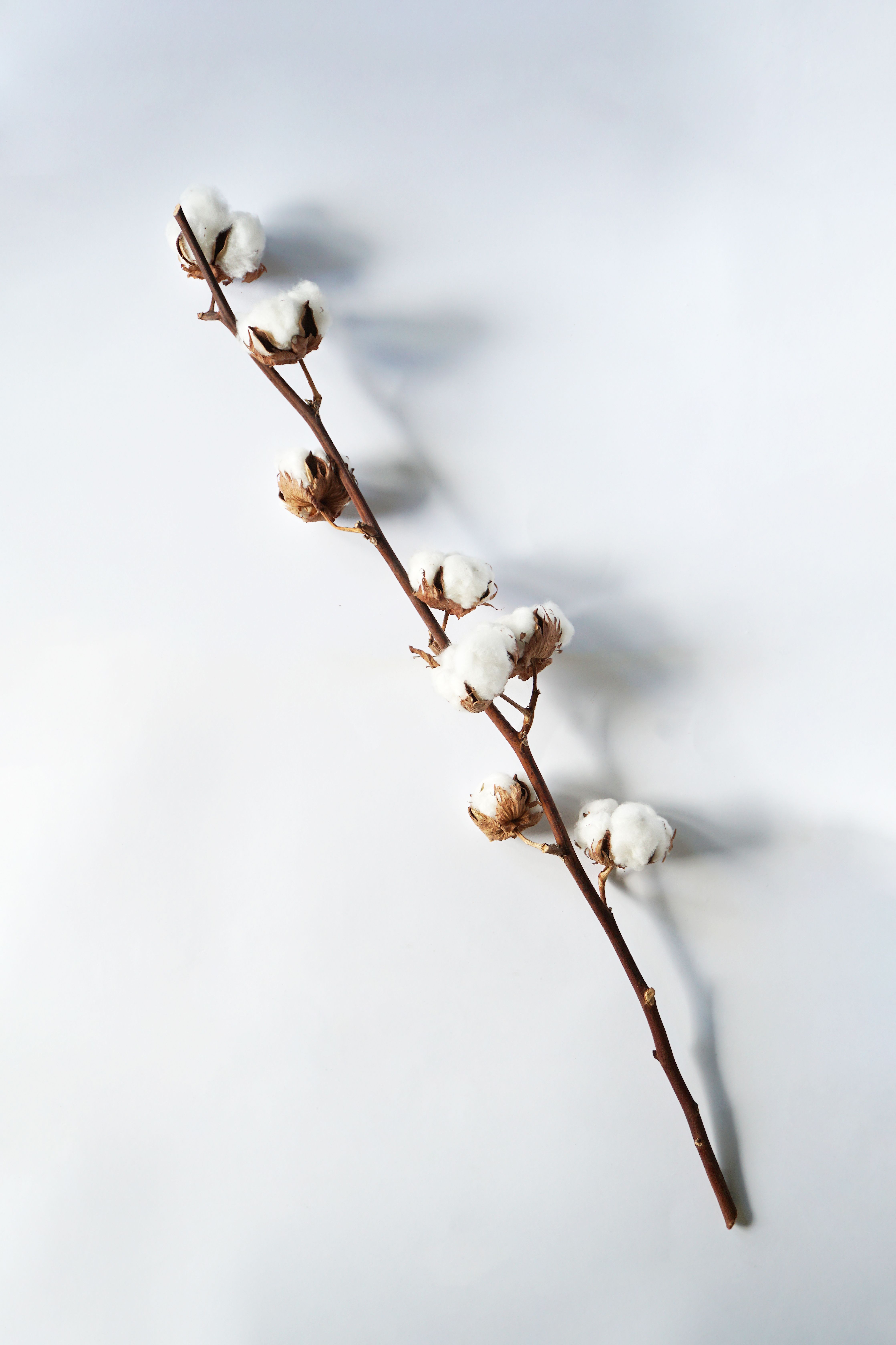 Minimalist flat lay of a cotton branch with white buds on a clean background.