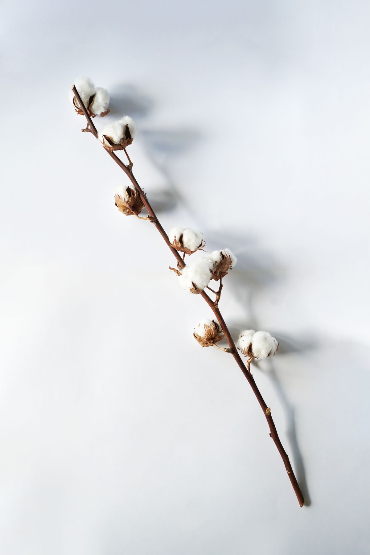 Cotton flower buds on a neutral background — visual inspiration for Musky