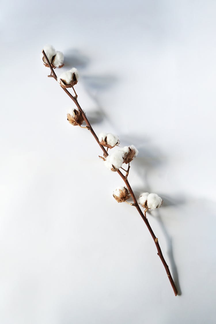 Branch Of Cotton Flower Buds 