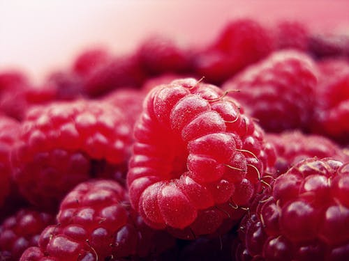 免費 紅樹莓 圖庫相片